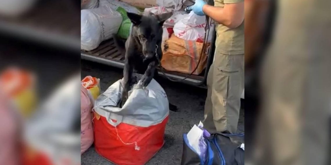 Yolcu otobüsünde 7,5 kilogram uyuşturucu ele geçirildi