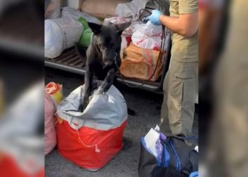 Yolcu otobüsünde 7,5 kilogram uyuşturucu ele geçirildi