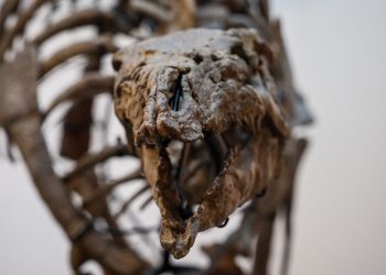 150 milyon yıllık: 930 bin euroya satıldı