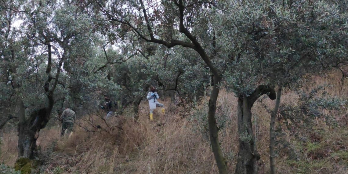 47 gündür aranan genç bayanın cesedi zeytinlikte bulundu