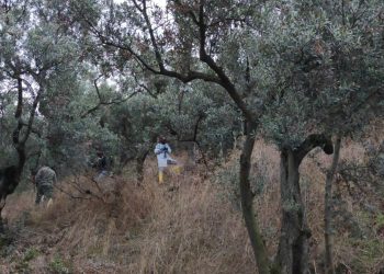 47 gündür aranan genç bayanın cesedi zeytinlikte bulundu