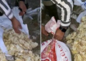 Ağzı bağlı çuvallarda 600 meyyit civciv bulundu