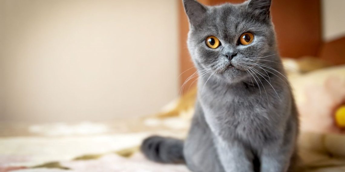 Araştırma: Kedilerin 276 farklı yüz sözü var