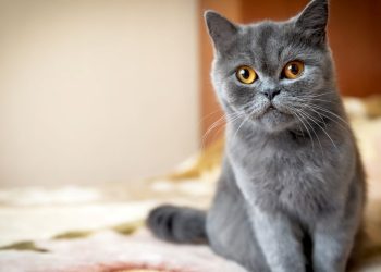 Araştırma: Kedilerin 276 farklı yüz sözü var