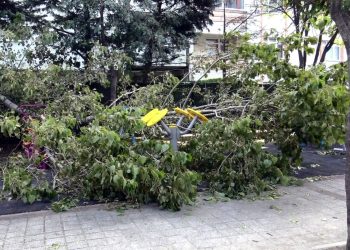 Avcılar’da parkta oynayan 3 çocuğun üzerine ağaç devrildi
