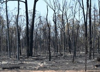 Avustralya’da orman yangını: 2 meyyit