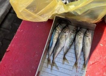 Balıkçılara balık uzunluğundan ceza yağdı