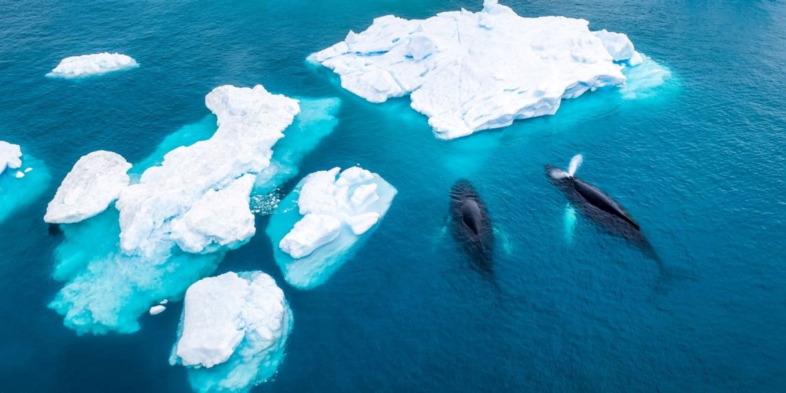 Bilim insanları uyarıyor: İnsanlık kırmızı kod iklim acil durumuyla karşı karşıya