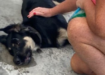 Bodrum’da 3 köpek zehirlenerek öldürüldü