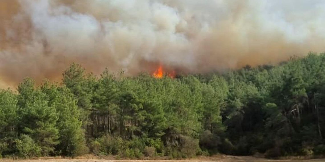 Çanakkale’de orman yangını