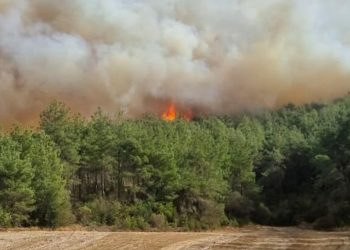 Çanakkale’de orman yangını