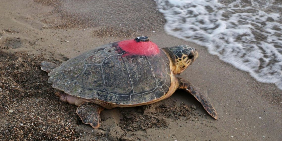 Caretta caretta “Tuba” 4 yılda 28 bin kilometre yaptı