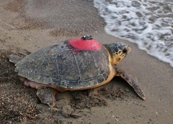 Caretta caretta “Tuba” 4 yılda 28 bin kilometre yaptı
