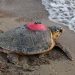 Caretta caretta “Tuba” 4 yılda 28 bin kilometre yaptı