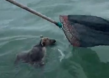 Denizde mahsur kalan yavru ayıyı balıkçılar kurtardı