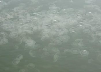 İzmit Körfezi’nde denizanası istilası