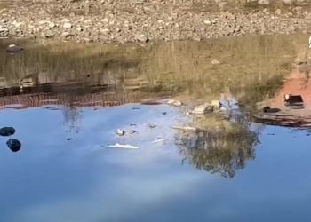 Kocabaş Çayı’ndaki balık vefatlarına inceleme