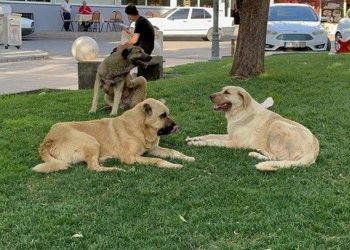 Köpek saldırısına uğrayan bayan yaralandı