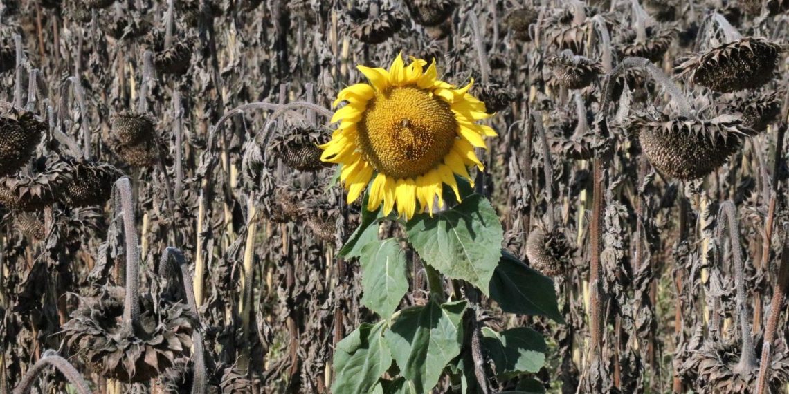 Kuraklık ayçiçeğini vurdu | Yüzde 75 randıman kaybı
