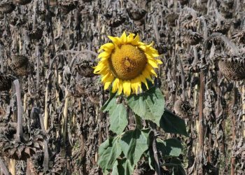 Kuraklık ayçiçeğini vurdu | Yüzde 75 randıman kaybı