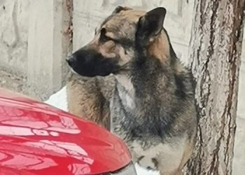 Öldüren köpek taarruzunda tahliye
