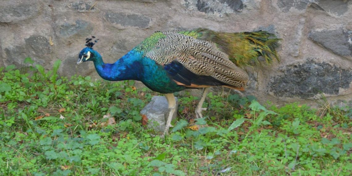 Tavus kuşunu CİMER’e şikayet ettiler