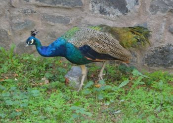 Tavus kuşunu CİMER’e şikayet ettiler