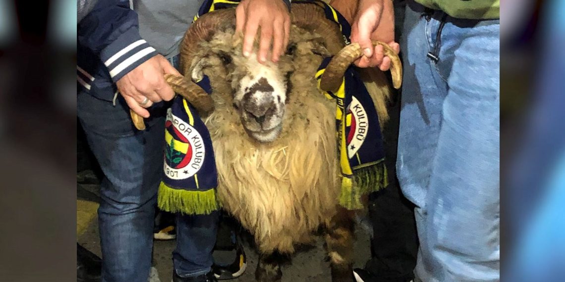 Trabzonspor kafilesine koçla karşılama