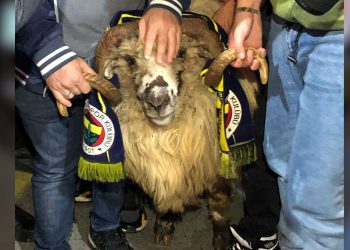 Trabzonspor kafilesine koçla karşılama