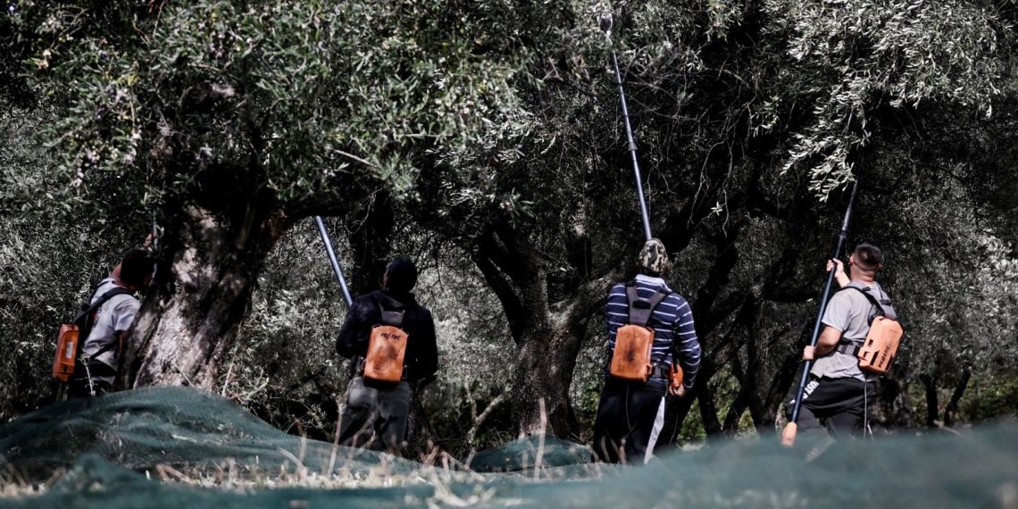 Yunanistan’da hırsızlar kuyumcular yerine zeytinliklere dadandı