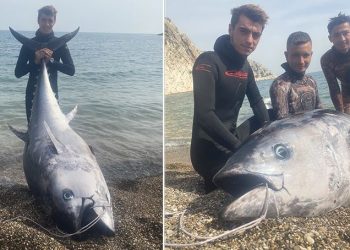 Zıpkınla 150 kiloluk balık avladılar