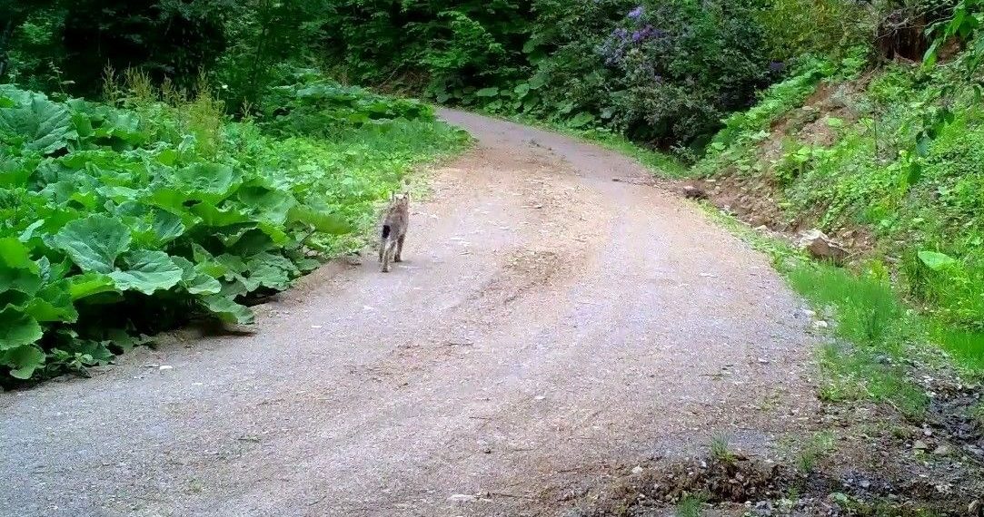 Ankara Çubuk’ta kuşağı tehlike altındaki vaşak meyyit bulundu