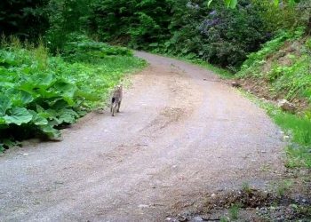 Ankara Çubuk’ta kuşağı tehlike altındaki vaşak meyyit bulundu