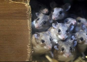 Avustralya’da fare istilası