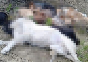 Bilecik’te 14 köpek meyyit bulundu: 4 kuşkulu gözaltında