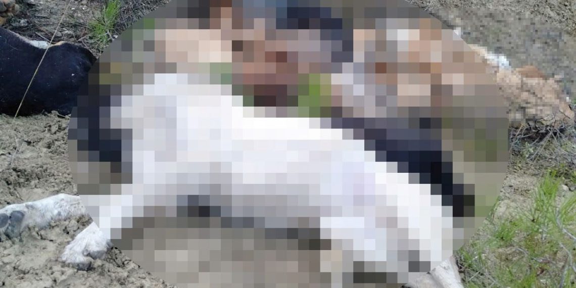 Bilecik’te köpek katliamı: 4 belediye çalışanı gözaltında