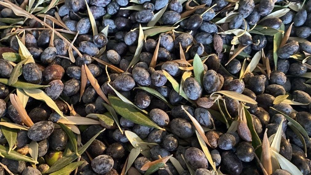 Bodrum Garaova’da Dilmit Zeytini Şenliği düzenlenecek