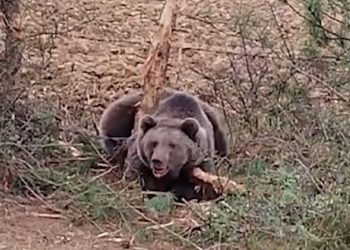 Bolu’da kurtarma takımına ayı saldırısı