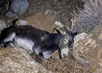 Çankırı’da kayalıklara düşen yaralı eşek AFAD tarafından kurtarıldı