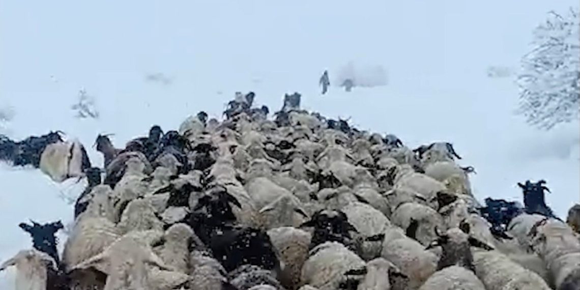 Çoban ve koyunları karda mahsur kaldı: Yardıma sürü sahibi yetişti