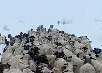 Çoban ve koyunları karda mahsur kaldı: Yardıma sürü sahibi yetişti