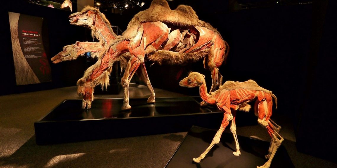 Dünyaca ünlü Gerçek Hayvanların Anatomi Standı birinci kere Türkiye’de