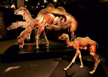 Dünyaca ünlü Gerçek Hayvanların Anatomi Standı birinci kere Türkiye’de