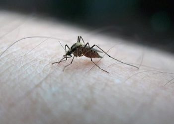 FDA sivrisinek kaynaklı hastalığa birinci aşı onayını verdi