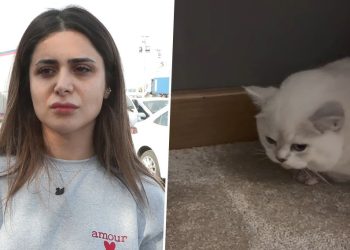 Florya’da veteriner kliniğinde ihmal tezi | British Shorthair cinsi kedisine otopsi yaptıracak