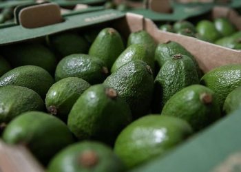 Fransa’da İsrail menşeli avokadolar öteki ülke menşeli gösteriliyor