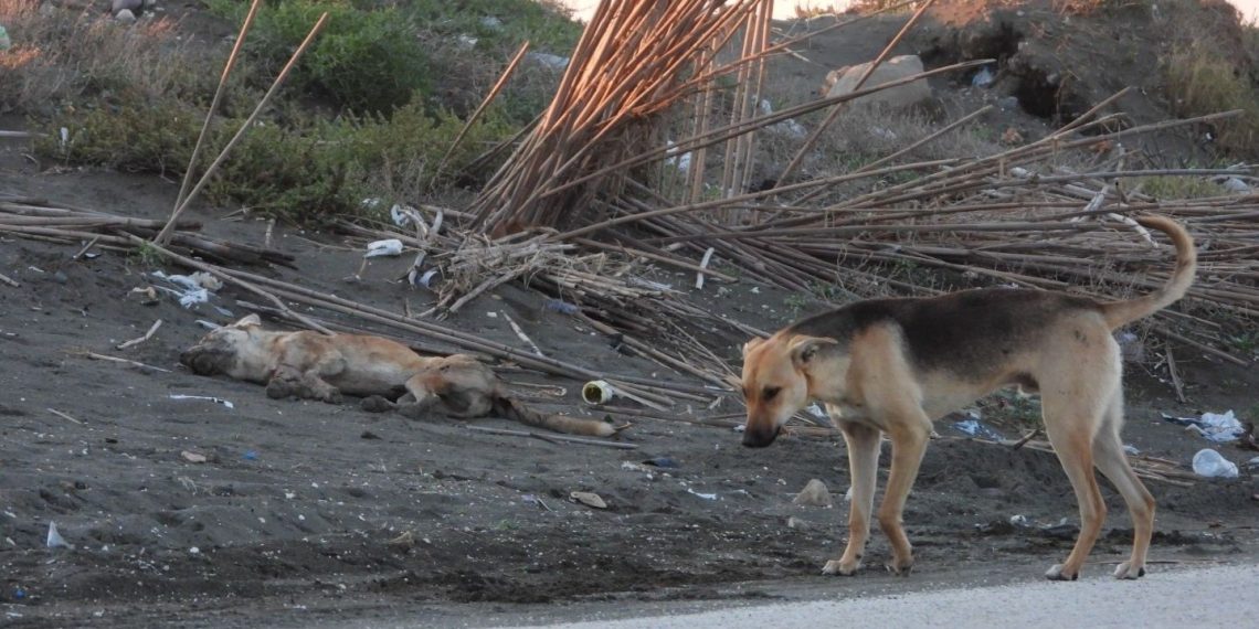 Hatay’da “Köpeği bilerek ezdi” tezi