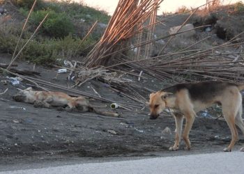 Hatay’da “Köpeği bilerek ezdi” tezi