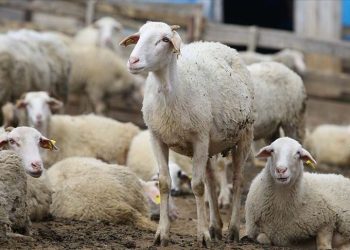 Hayvancılık takviye ödemeleri ne kadar oldu?