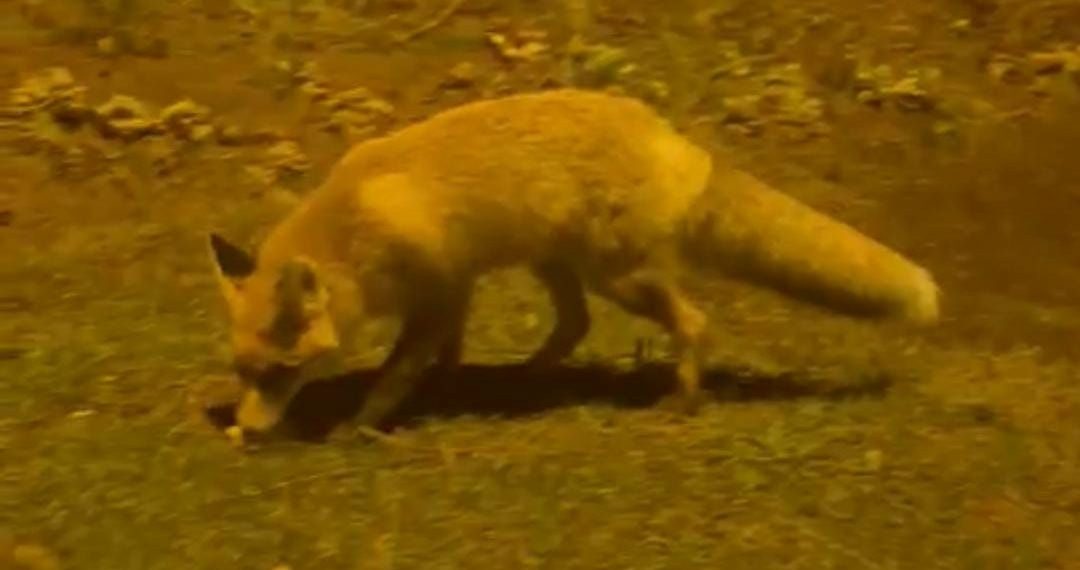 Her gün çiftliğine gelen tilkiyi besliyor